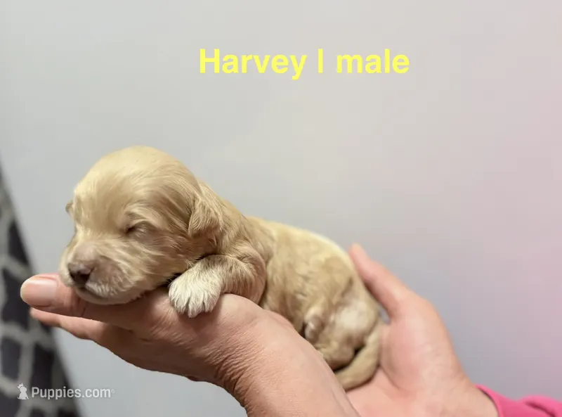 Harvey – Miniature Goldendoodle puppy for sale in Ville Platte, LA