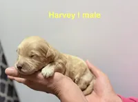 Harvey, a male Miniature Goldendoodle for sale in Ville Platte, LA – 1 of 2