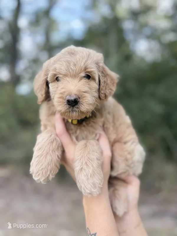 Harvey – Miniature Goldendoodle puppy for sale in Ville Platte, LA