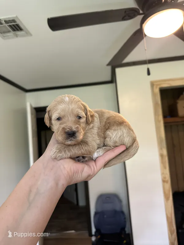 Honey – Miniature Goldendoodle puppy for sale in Ville Platte, LA