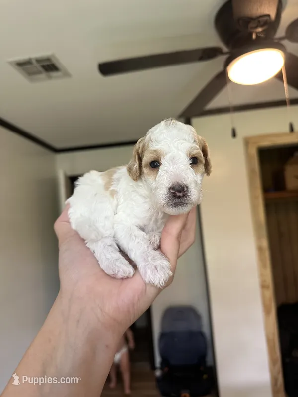Scout – Miniature Goldendoodle puppy for sale in Ville Platte, LA