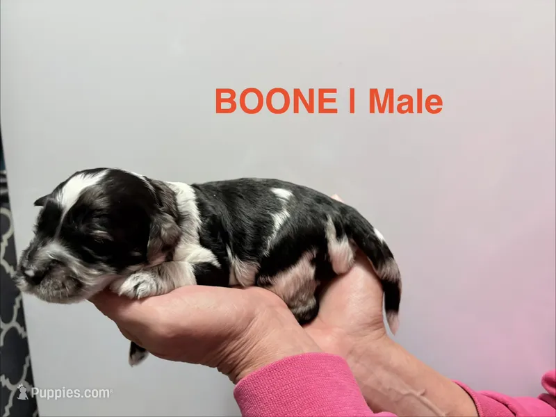 Boone – Miniature Goldendoodle puppy for sale in Ville Platte, LA