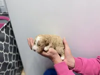 Chai, a male Miniature Goldendoodle for sale in Ville Platte, LA – 5 of 5