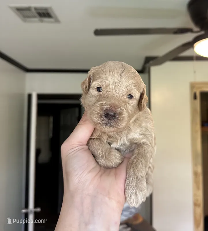 Harvey – Miniature Goldendoodle puppy for sale in Ville Platte, LA