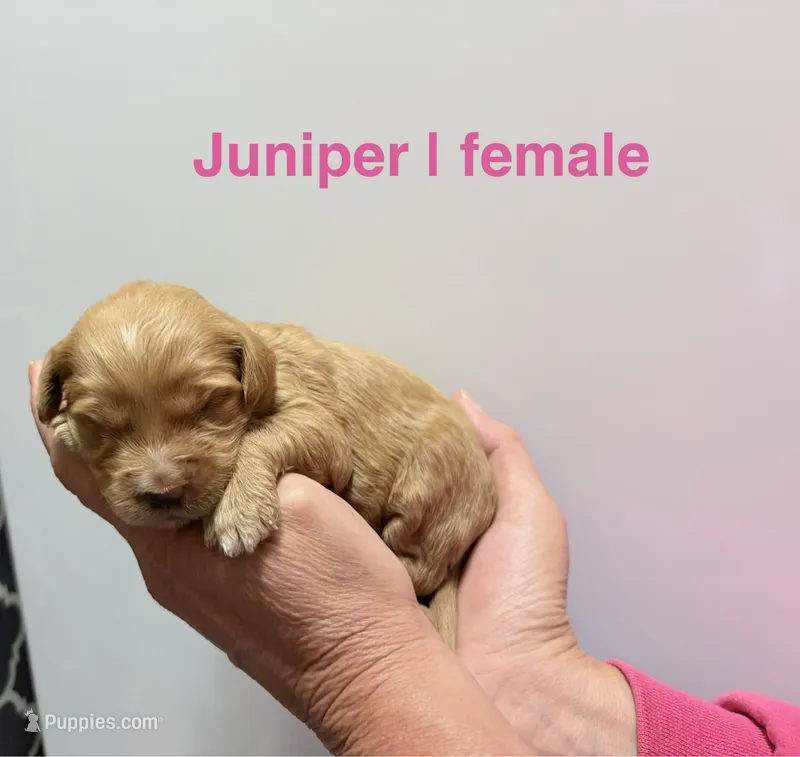 Juniper – Miniature Goldendoodle puppy for sale in Ville Platte, LA
