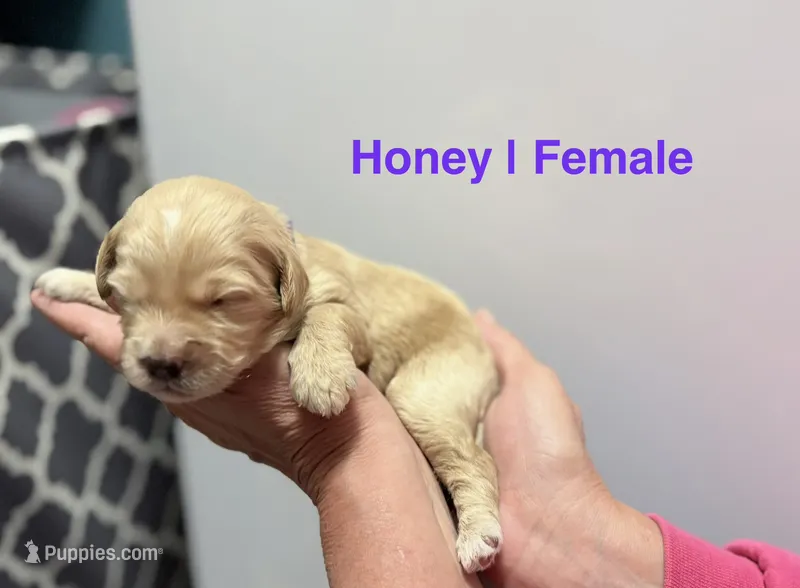 Honey – Miniature Goldendoodle puppy for sale in Ville Platte, LA
