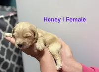 Honey, a female Miniature Goldendoodle for sale in Ville Platte, LA – 1 of 3