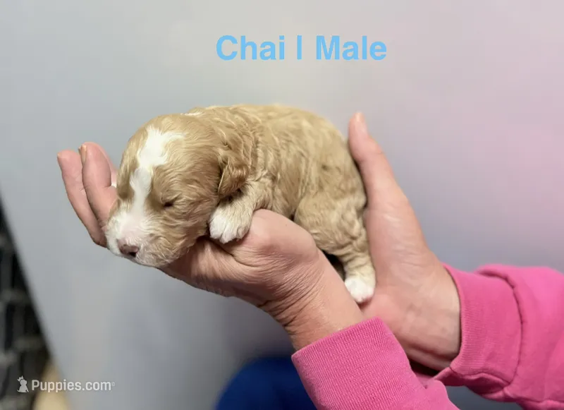 Chai – Miniature Goldendoodle puppy for sale in Ville Platte, LA