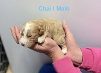 Chai, a male Miniature Goldendoodle for sale in Ville Platte, LA – 1 of 5