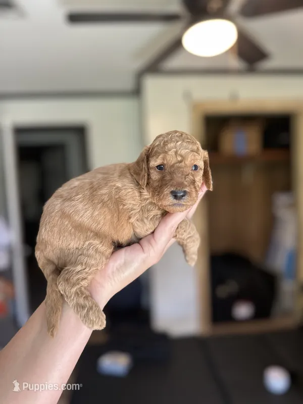 Chestnut – Miniature Goldendoodle puppy for sale in Ville Platte, LA