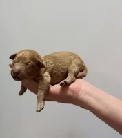 Chestnut, a male Miniature Goldendoodle for sale in Ville Platte, LA – 3 of 4