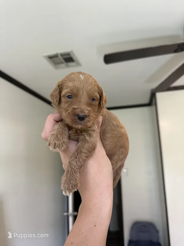 Juniper – Miniature Goldendoodle puppy for sale in Ville Platte, LA
