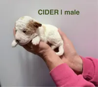 Cider, a male Miniature Goldendoodle for sale in Ville Platte, LA – 1 of 5