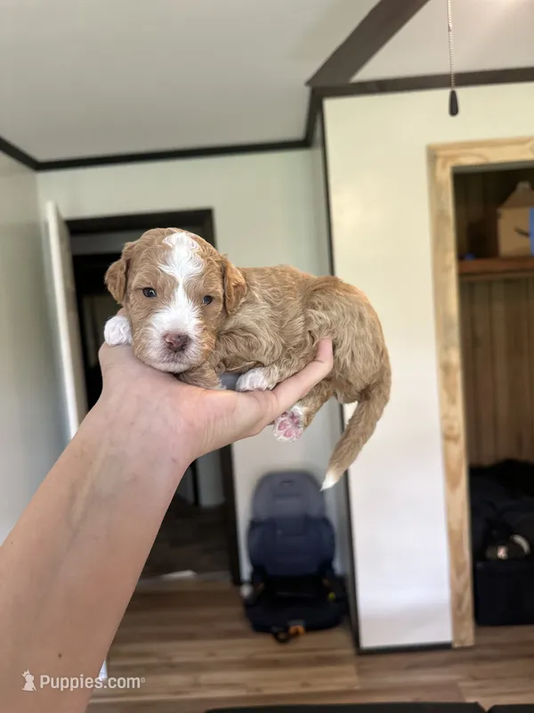 Chai – Miniature Goldendoodle puppy for sale in Ville Platte, LA
