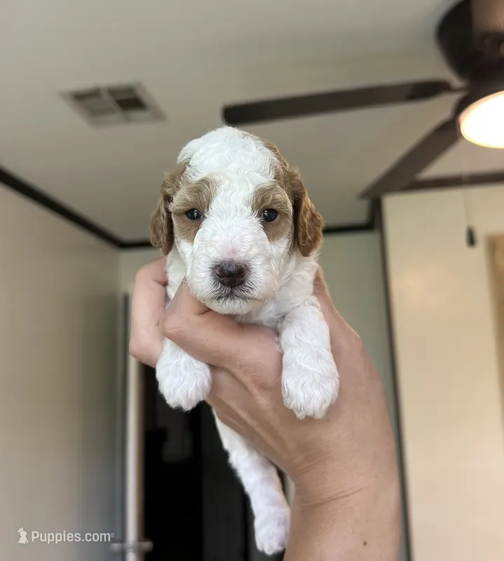 Cider – Miniature Goldendoodle puppy for sale in Ville Platte, LA