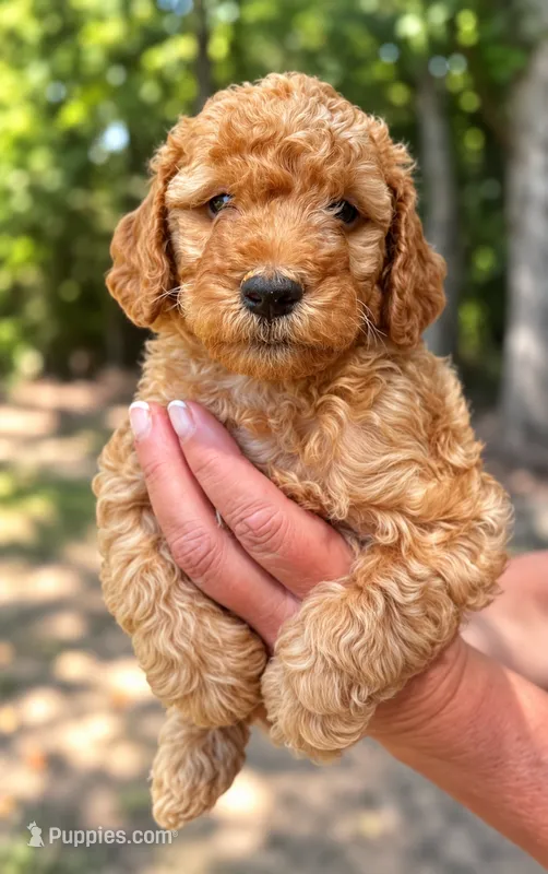 Chestnut – Miniature Goldendoodle puppy for sale in Ville Platte, LA