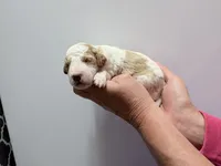 Scout, a male Miniature Goldendoodle for sale in Ville Platte, LA – 5 of 5