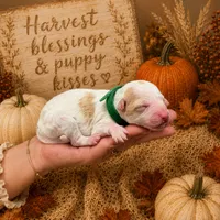 Cider, a male Miniature Goldendoodle for sale in Ville Platte, LA – 4 of 5