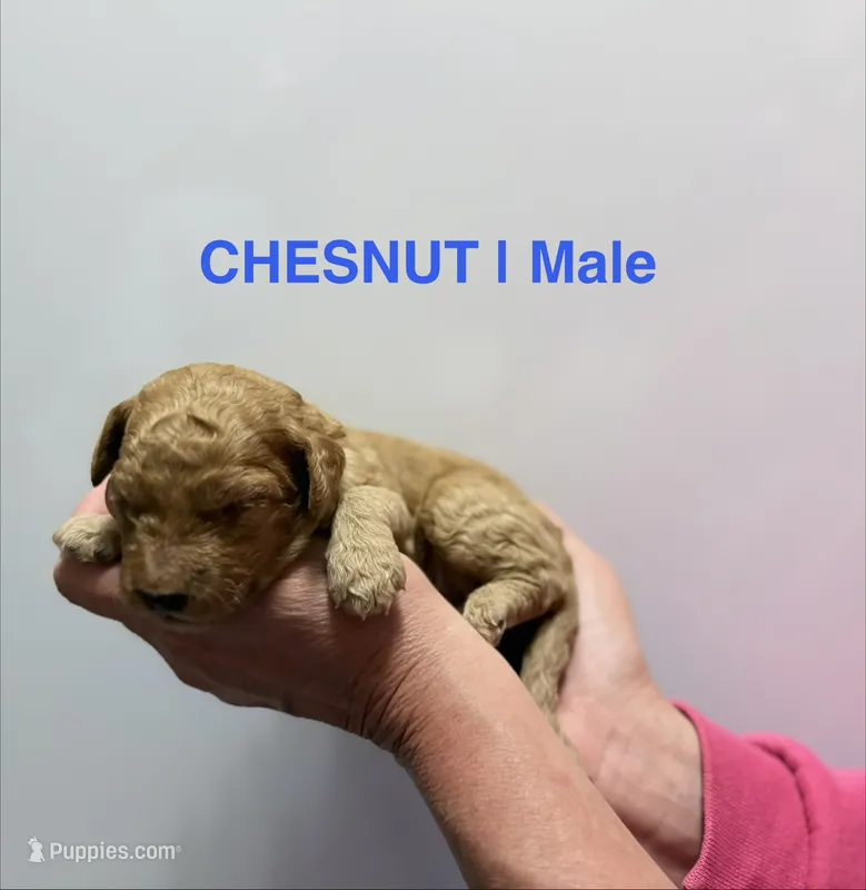 Chestnut – Miniature Goldendoodle puppy for sale in Ville Platte, LA