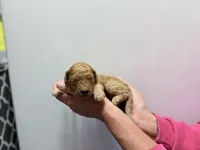 Chestnut, a male Miniature Goldendoodle for sale in Ville Platte, LA – 4 of 4