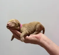 Juniper, a female Miniature Goldendoodle for sale in Ville Platte, LA – 3 of 4