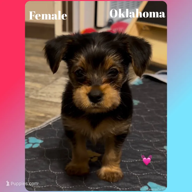 MAGGIE MAGS – Yorkshire Terrier puppy for sale in Oklahoma City, OK