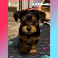 MAGGIE MAGS, a female Yorkshire Terrier for sale in Oklahoma City, OK – 1 of 1