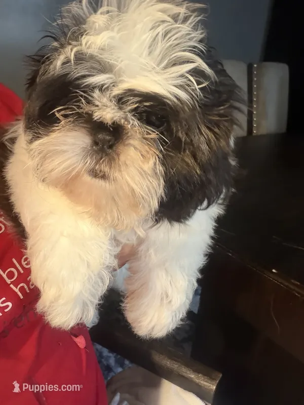 Sabrina – Shih Tzu puppy for sale in Philadelphia, PA
