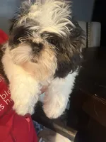 Sabrina, a female Shih Tzu for sale in Philadelphia, PA – 1 of 2
