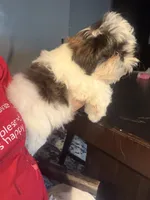 Sabrina, a female Shih Tzu for sale in Philadelphia, PA – 2 of 2