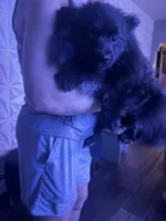 Ruby , a female Pomeranian for sale in Philadelphia, PA – 1 of 1
