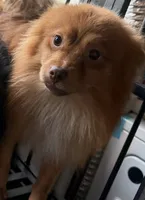 Simba, a male Pomeranian for sale in Philadelphia, PA – 2 of 2