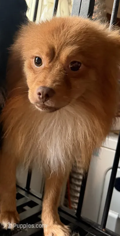 Simba – Pomeranian puppy for sale in Philadelphia, PA
