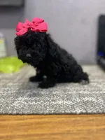 Sara, a female Poodle - Toy  for sale in Arley, AL – 3 of 3
