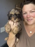 Brooks , a male Cavapoo for sale in Arley, AL – 3 of 4