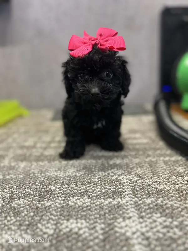 Sara – Poodle - Toy  puppy for sale in Arley, AL