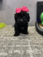 Sara, a female Poodle - Toy  for sale in Arley, AL – 1 of 3