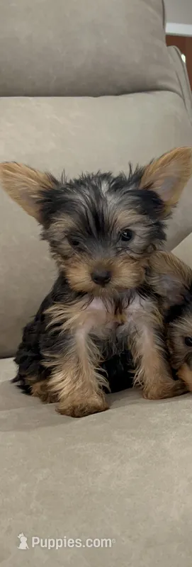 Miller – Yorkshire Terrier puppy for sale in Arley, AL