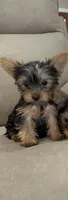 Miller, a male Yorkshire Terrier for sale in Arley, AL – 1 of 1