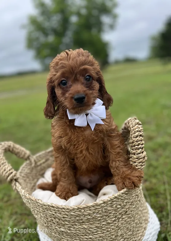 Male cavapoo – Cavapoo puppy for sale in Arley, AL