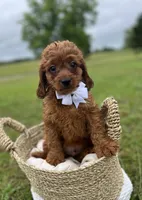 Male cavapoo, a male Cavapoo for sale in Arley, AL – 1 of 1