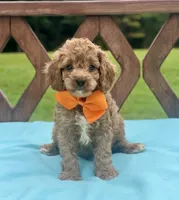 Tucker , a male Cavapoo for sale in Arley, AL – 1 of 1