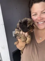 Brooks , a male Cavapoo for sale in Arley, AL – 2 of 4