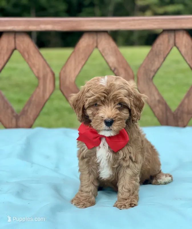 Chase – Cavapoo puppy for sale in Arley, AL