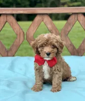 Chase, a male Cavapoo for sale in Arley, AL – 1 of 1