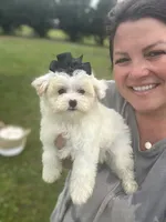 Black bow female , a female Maltipoo for sale in Arley, AL – 3 of 3
