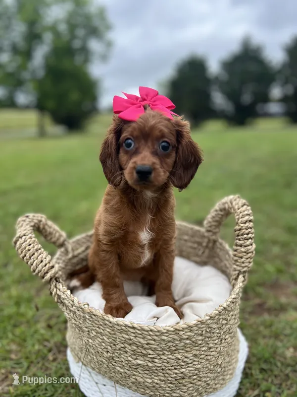 Female cavapoo – Cavapoo puppy for sale in Arley, AL