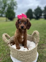 Female cavapoo, a female Cavapoo for sale in Arley, AL – 1 of 2