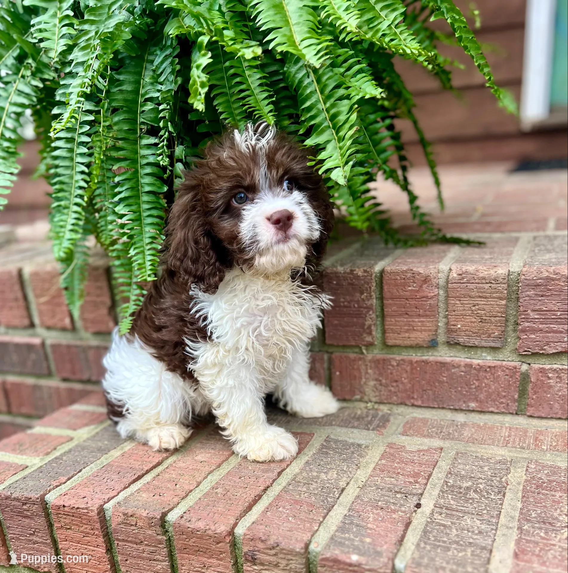 Milo – Cavapoo puppy for sale in Arley, AL