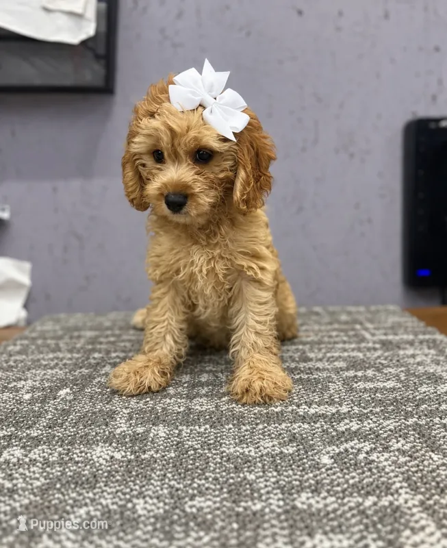 Goldie  – Cavapoo puppy for sale in Arley, AL